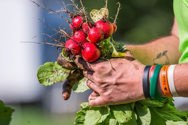 A JWU student picks radishes at a local farm.