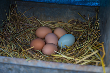 A photo of a pile of eggs in a chicken coop