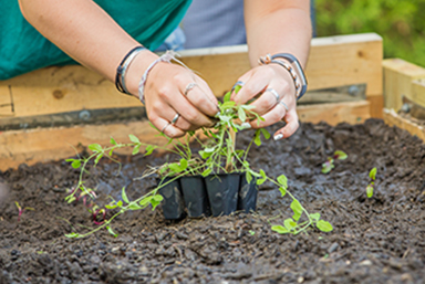 A closeup of a student preparing a plant to be sown