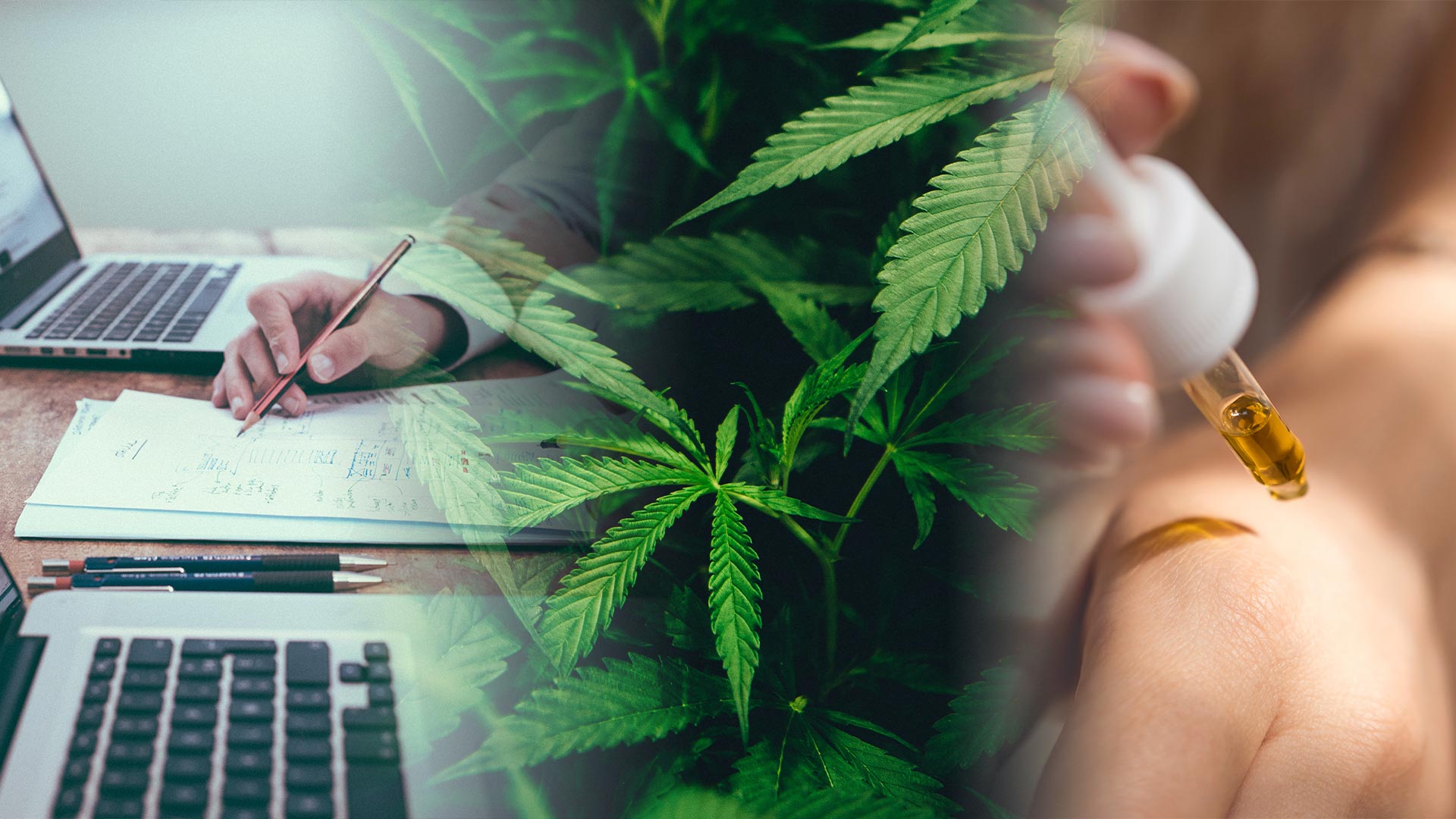 A closeup of two people working near laptops, a picture of cannabis plants, and a closeup of a person using a dropper with liquid in it