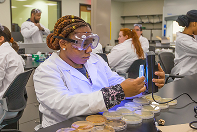 Student in lab examining petri dishes