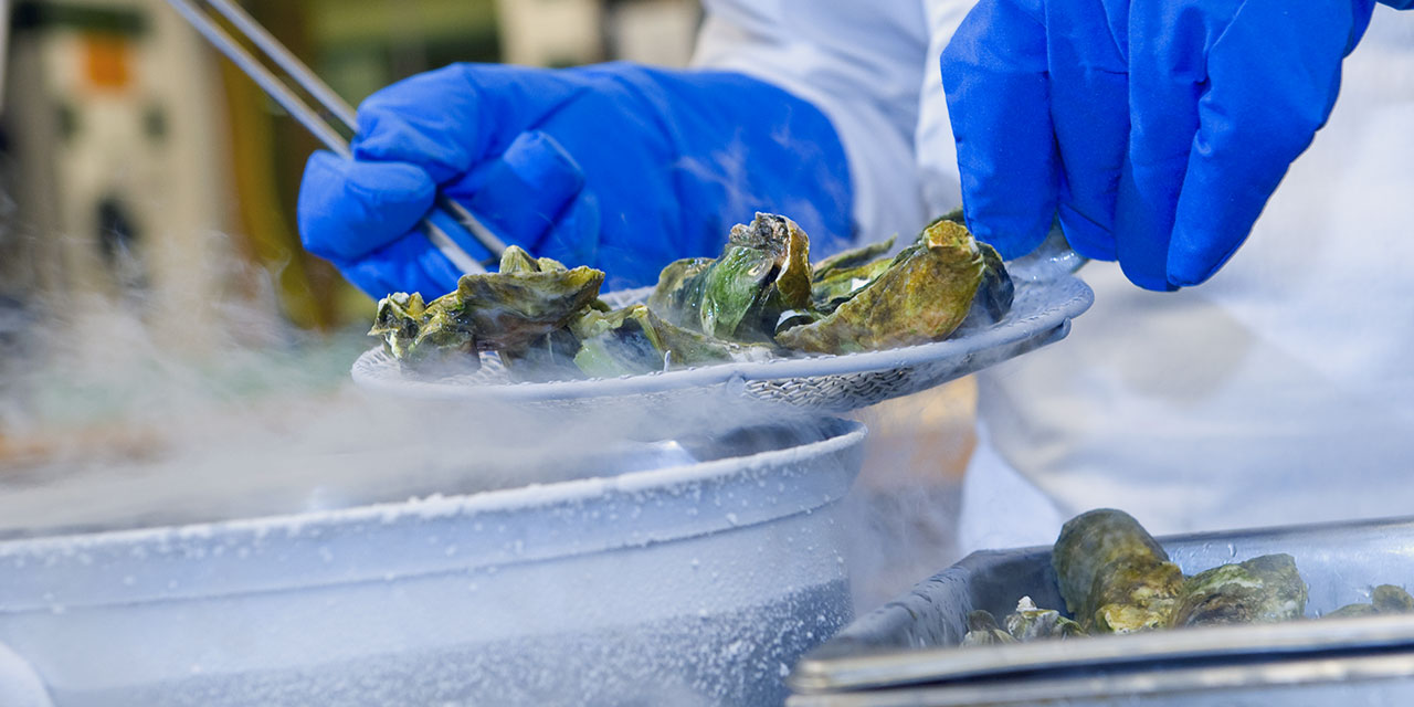 Cryoshucking oysters using liquid nitrogen