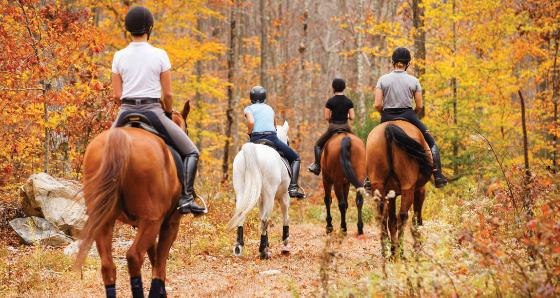 Center for Equine Studies