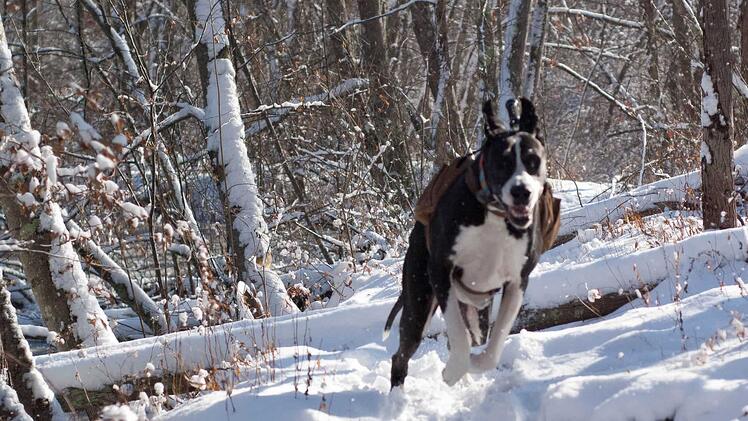 Maggie romping through the snow having a ball