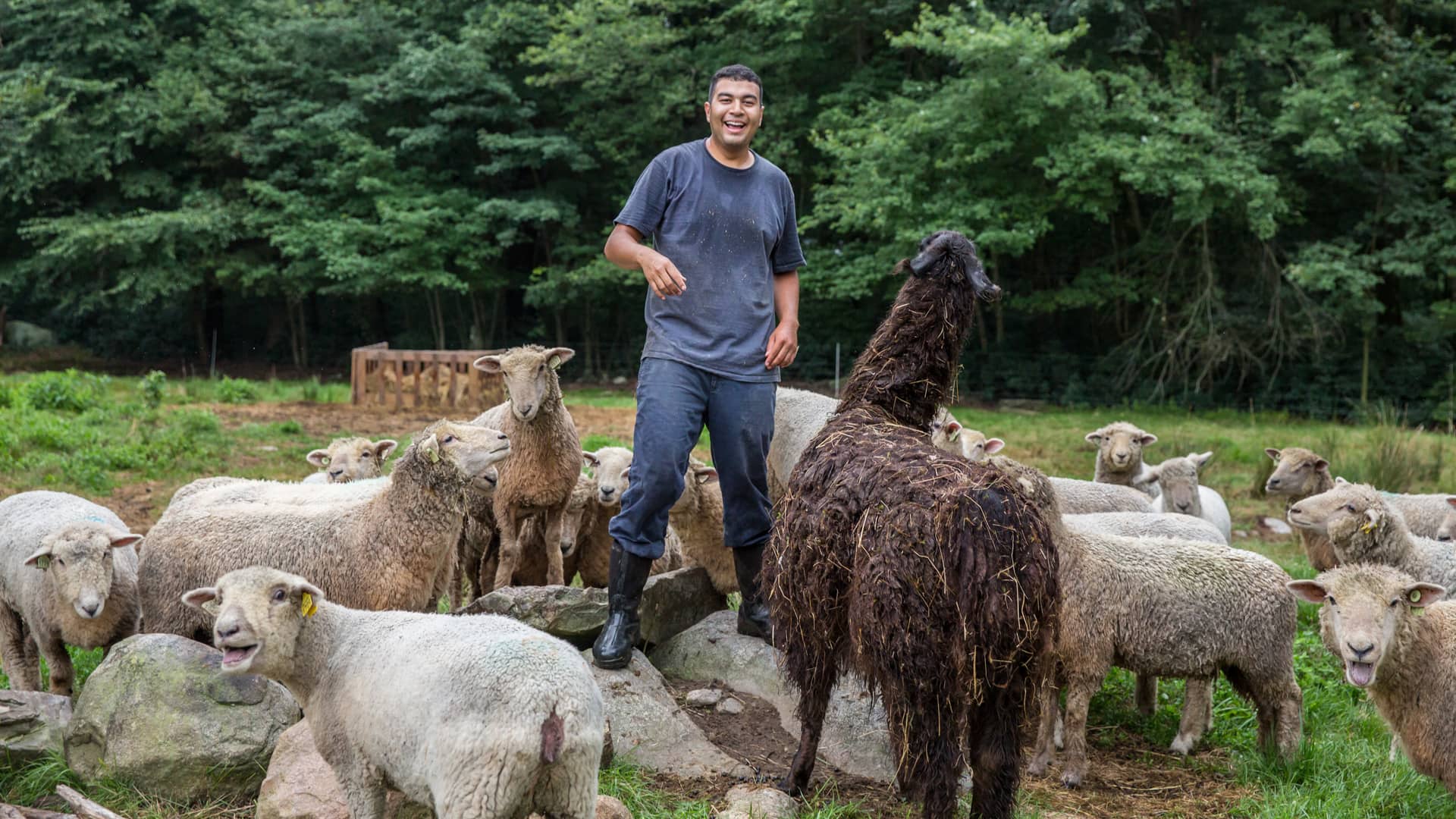 Victor Delgado surrounded by sheep at Hopkins Southdowns Farm