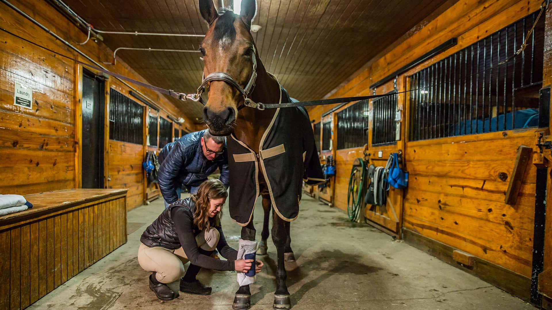 Practing how to properly put a bandage on a horse.