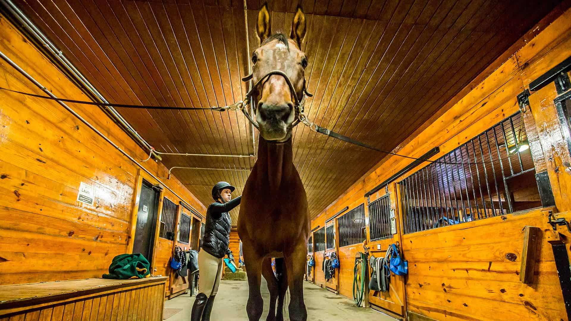 Closeup of a horse at JWU's equine center