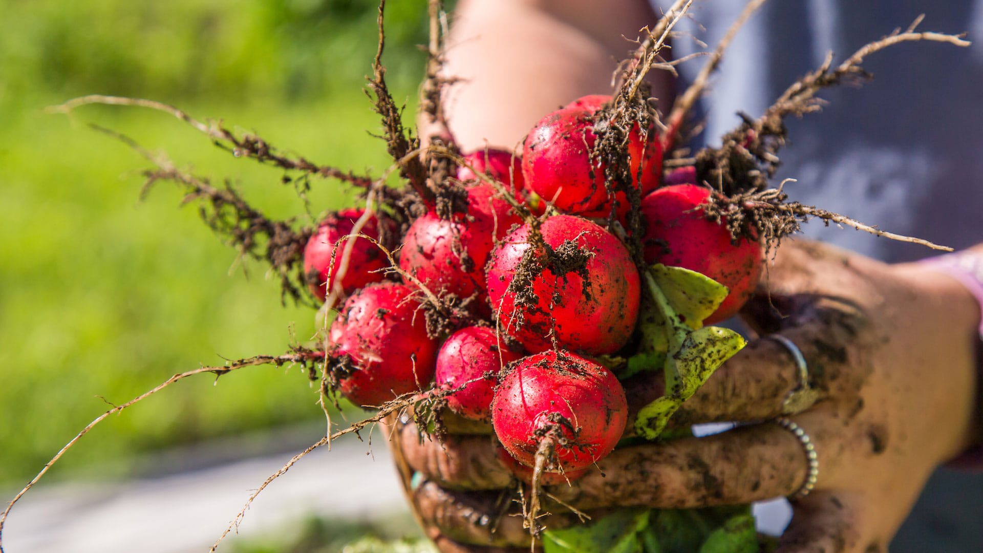 Organic radishes. 