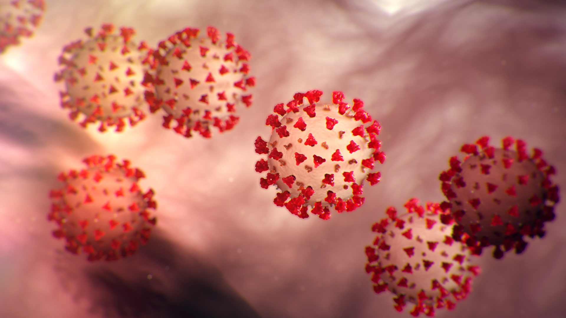 Images of the COVID-19 coronavirus shared by the CDC.