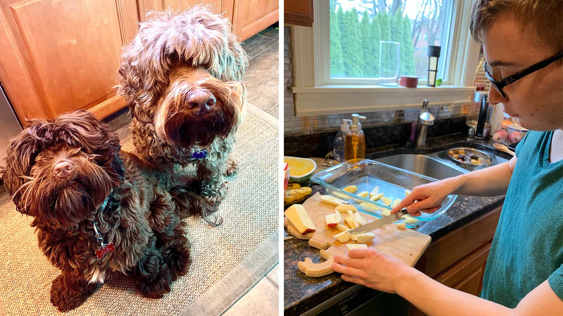 two dogs and a boy cutting apples