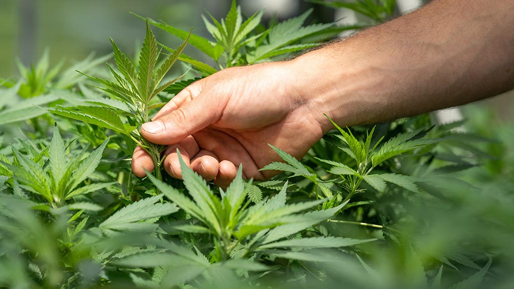 A closeup of a man's hand reaching for a cannabis plant