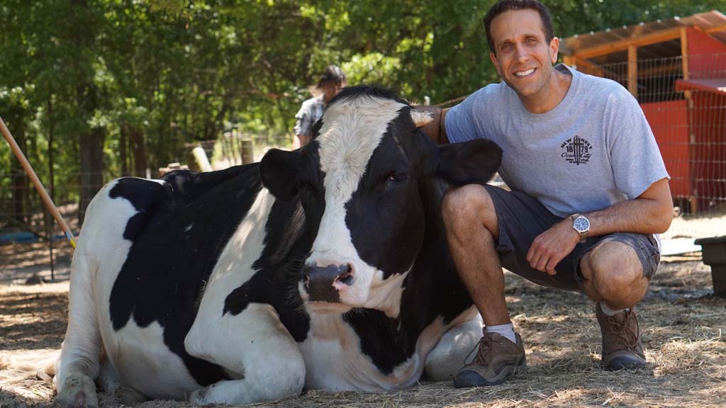 Howard Slutzky with a cow at a farm sanctuary.