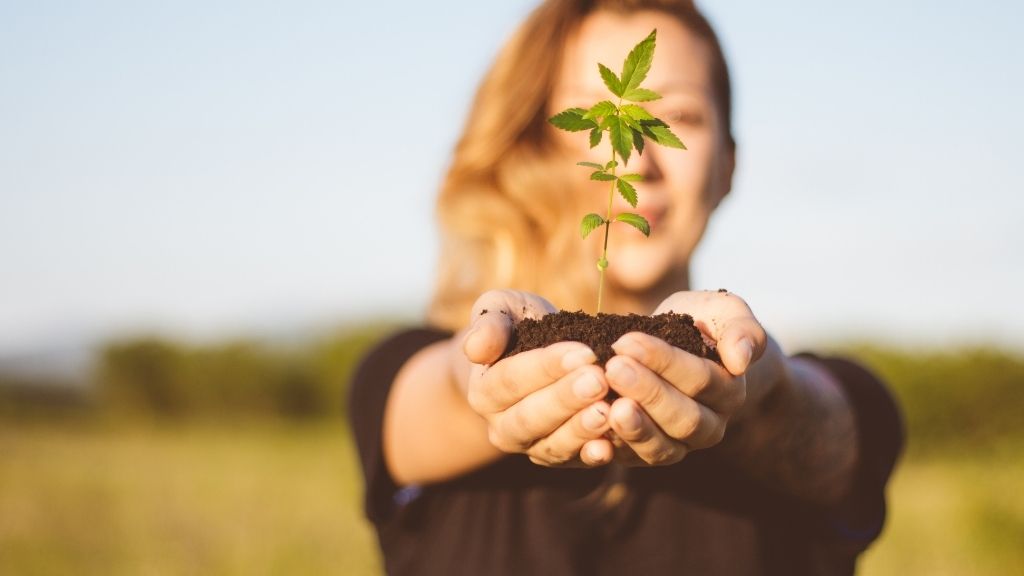 Cannabis Entrepreneurship