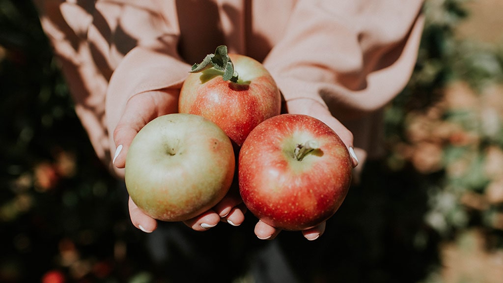 hands holding fresh-picked apples