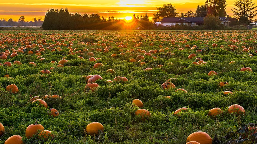 field full of pumpkins at sunset