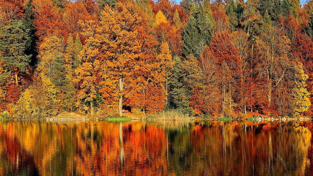 Fall wooded scene on a lake