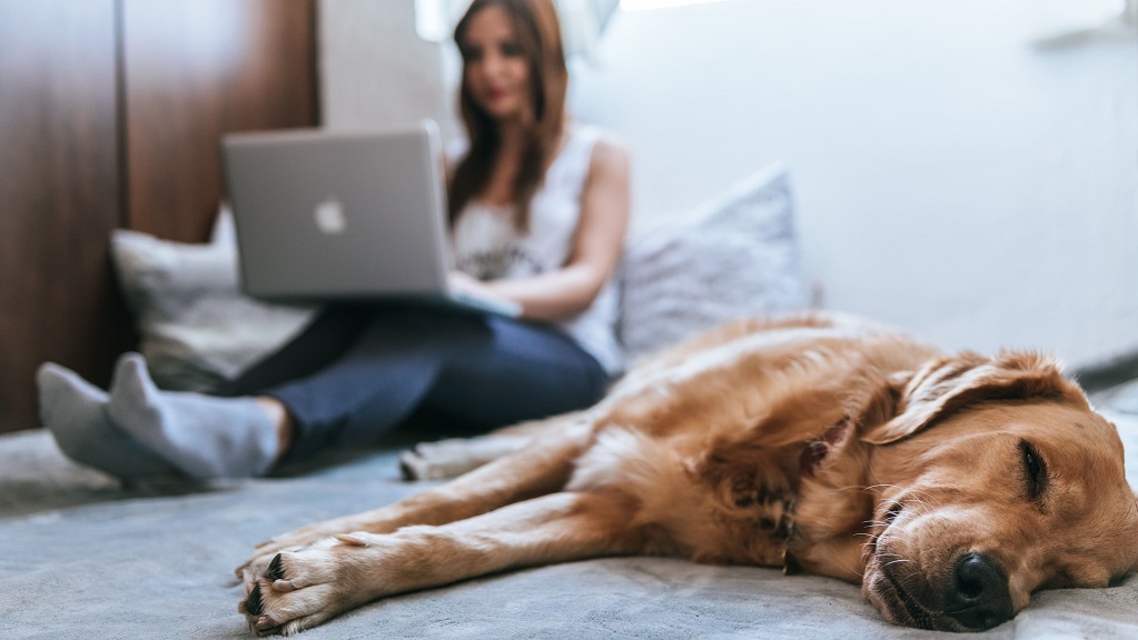 Woman with laptop in background; golden retriever in front on floor