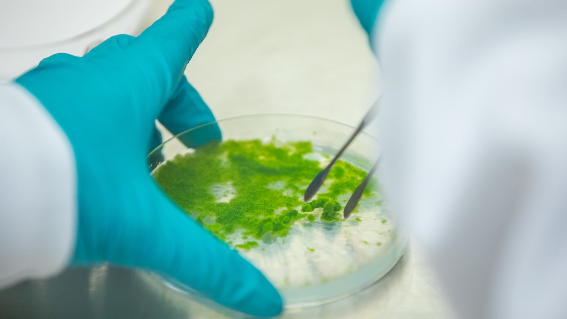 Close-up of gloved hands manipulating a sample in a Petri dish with tweezers