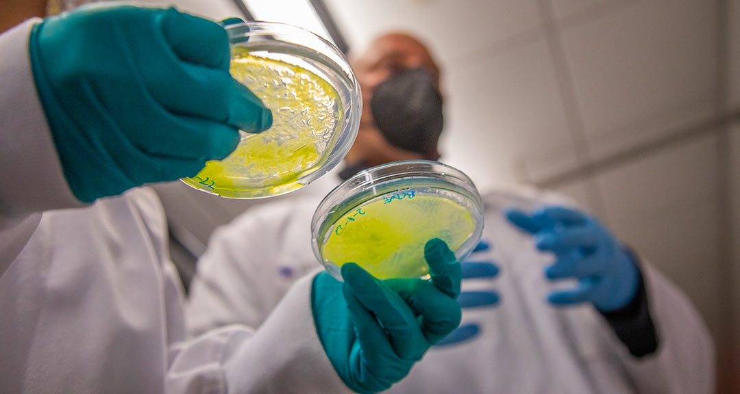 Petri dish samples being prepped in Professor Christos Dimos’ RSCH3810 course.