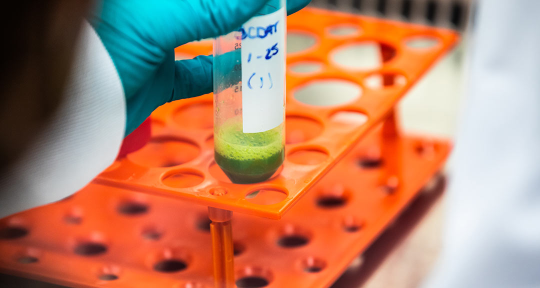 closeup of a gloved hand holding a test tube containing green matter in a research lab