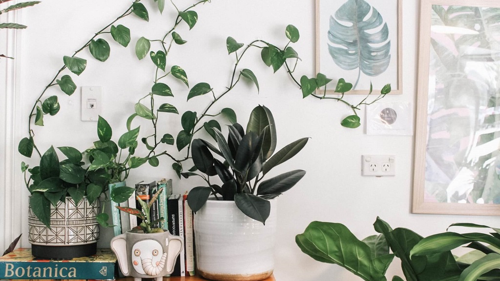 indoor plants on desk