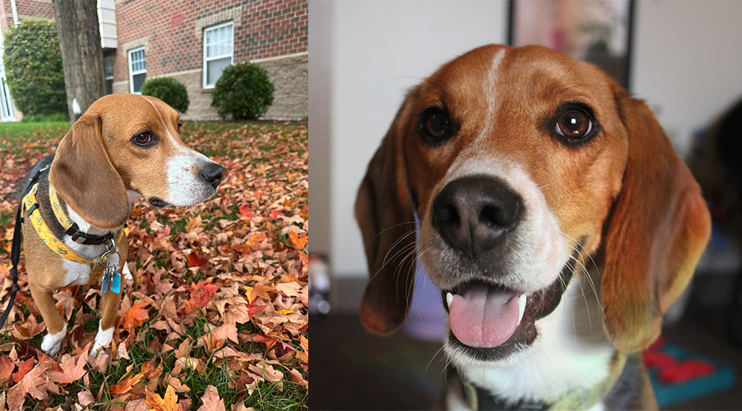 Beagle in the village