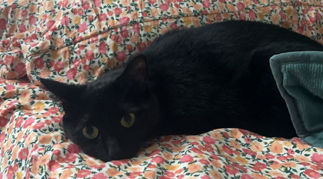 Black cat on bed