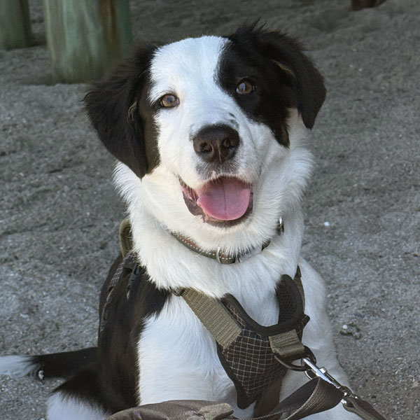 Savannah Riley’s rescue pup, Charlie