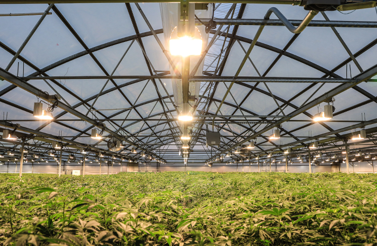 Marijuana being grown in a facility
