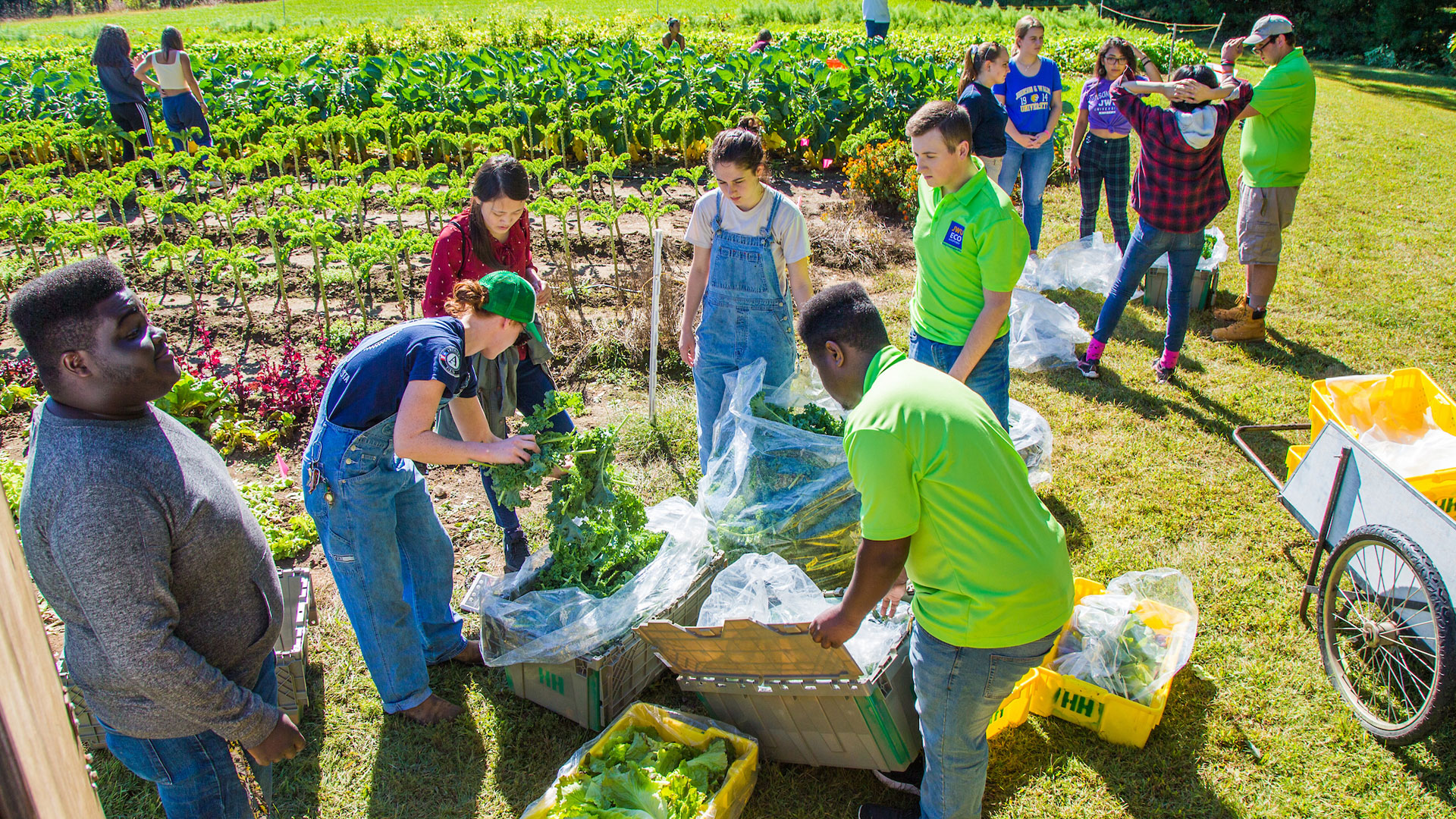 JWU students taking part in a gleaning event, where they are harvesting and packing up late-season vegetables. 