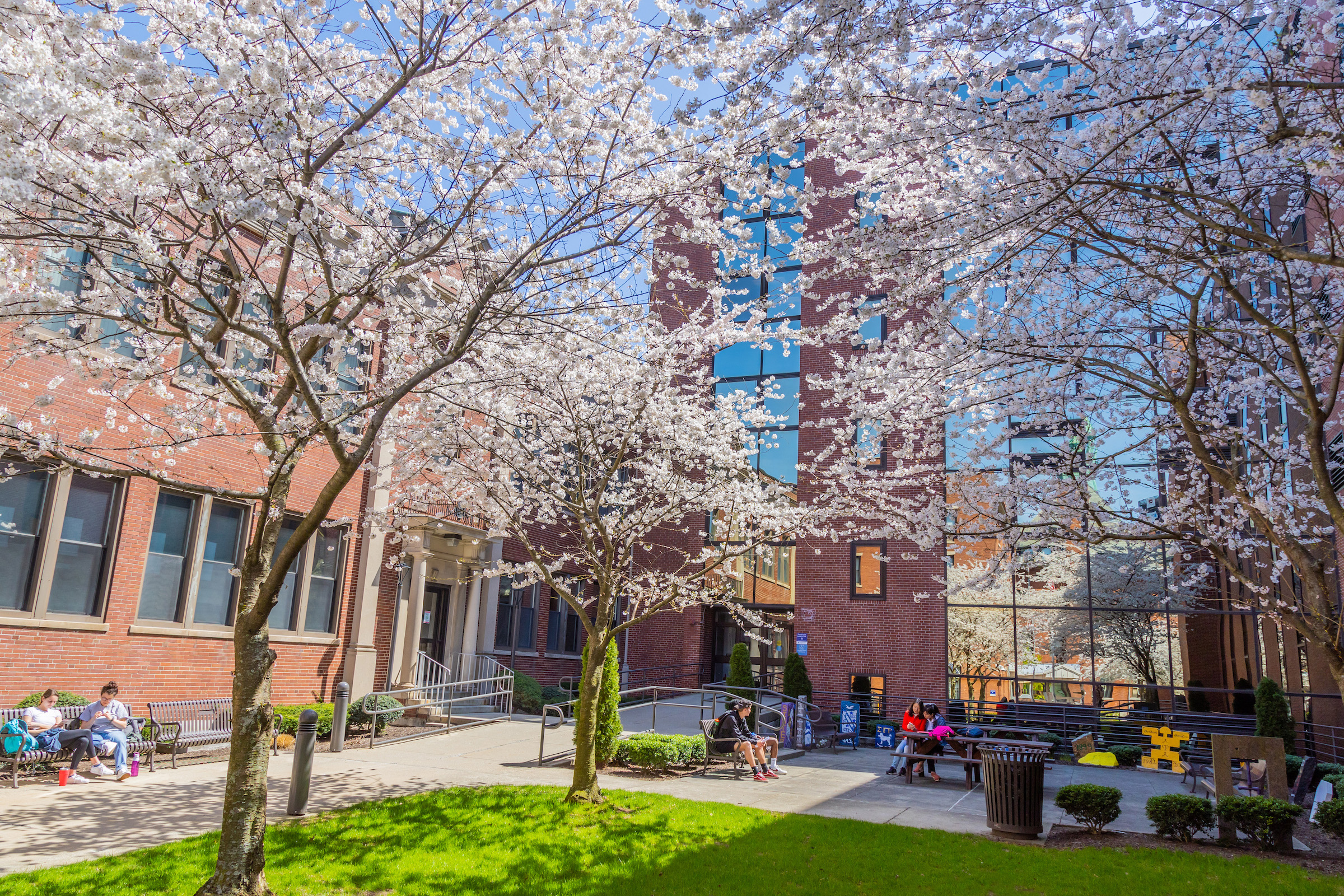 Cherry blossom trees in full bloom frame a sunny courtyard with people relaxing on benches and a brick building with modern glass windows.