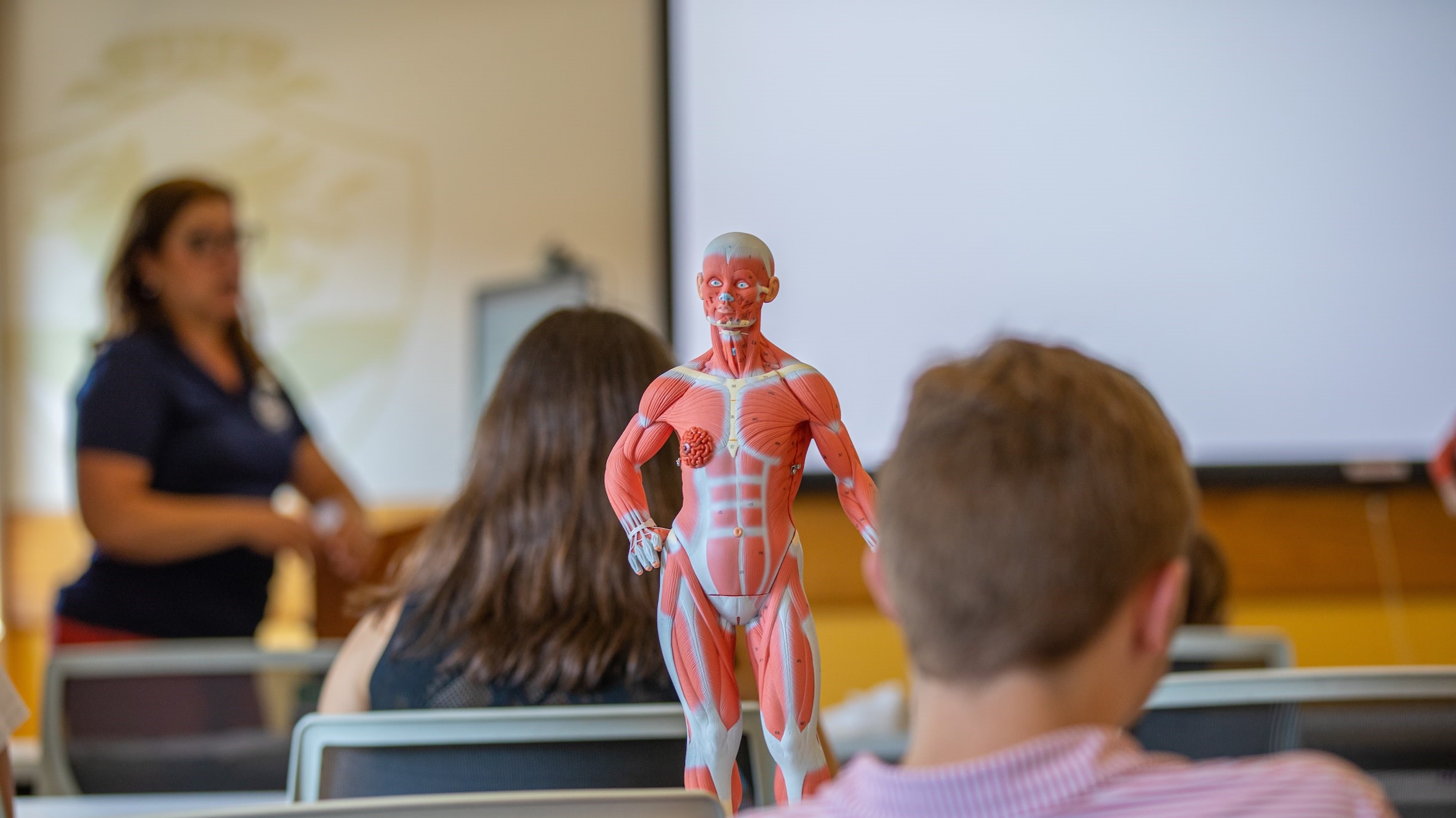 Figurine of human body in health science classroom, with professior teaching at the front of class and students in view