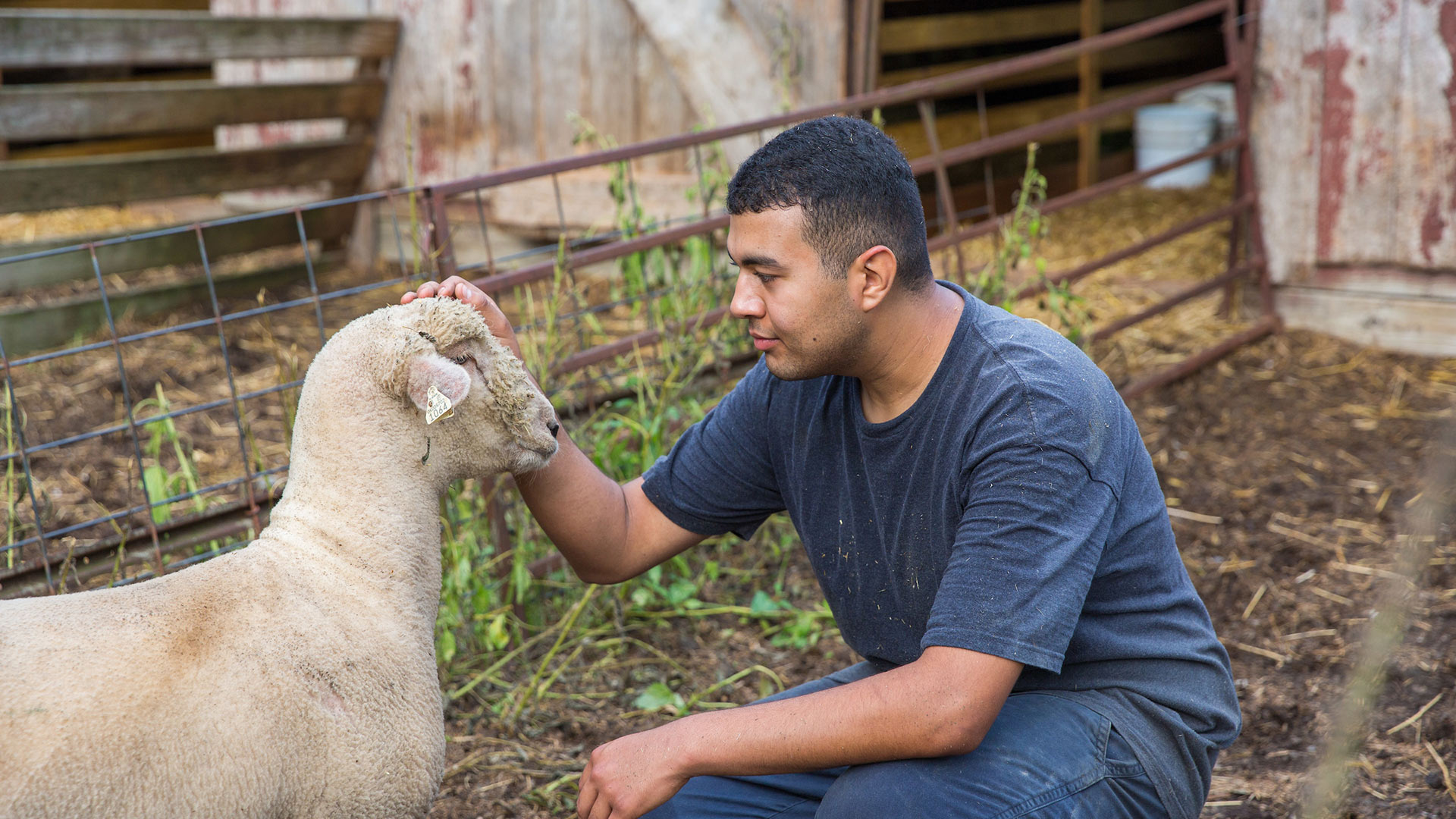 Victor Delgado farm internship at Hopkins Southdowns