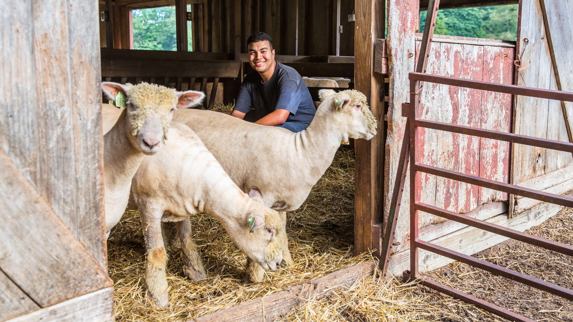 Victor Delgado with the lambs at Hopkins Southdowns Farm, his internship. 