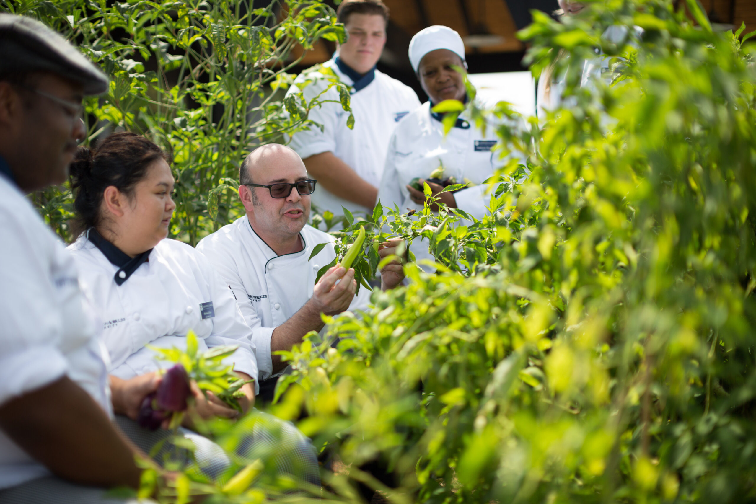 Several individuals in chef's coats in a green field, one examining a plant