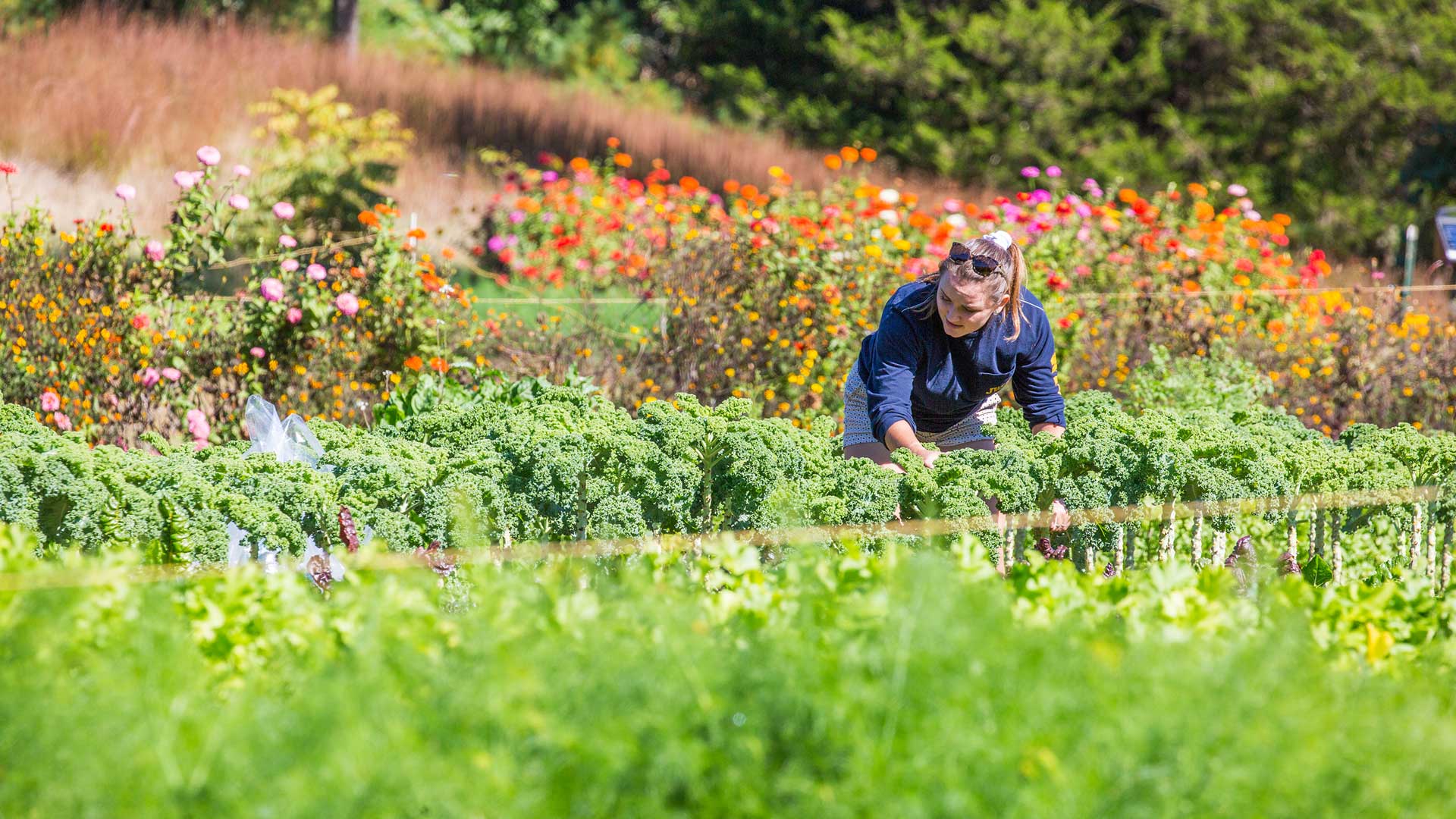 A JWU student working to reclaim a kale harvest as part of a gleaning event. 