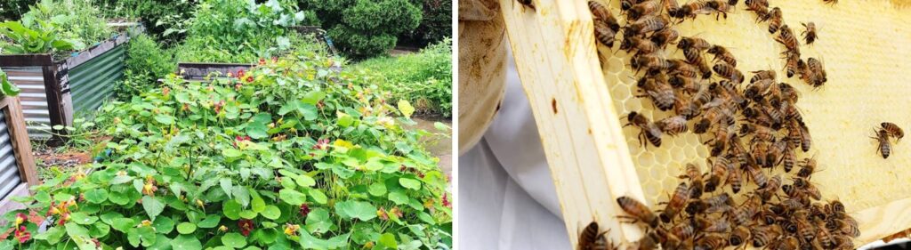 Planters for flowers and vegetables (left) and bees swarming on their beehive (right).