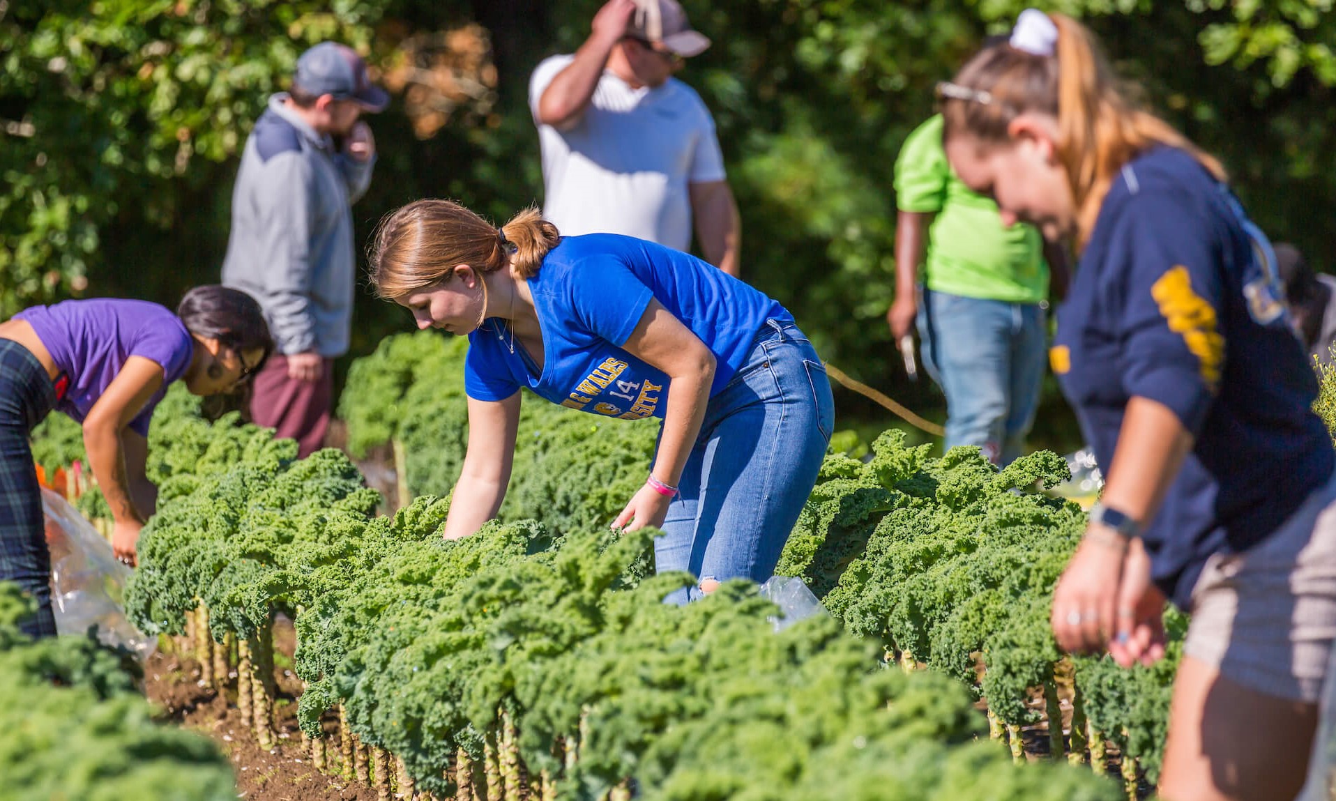Sustainable Foods students collecting fresh harvest