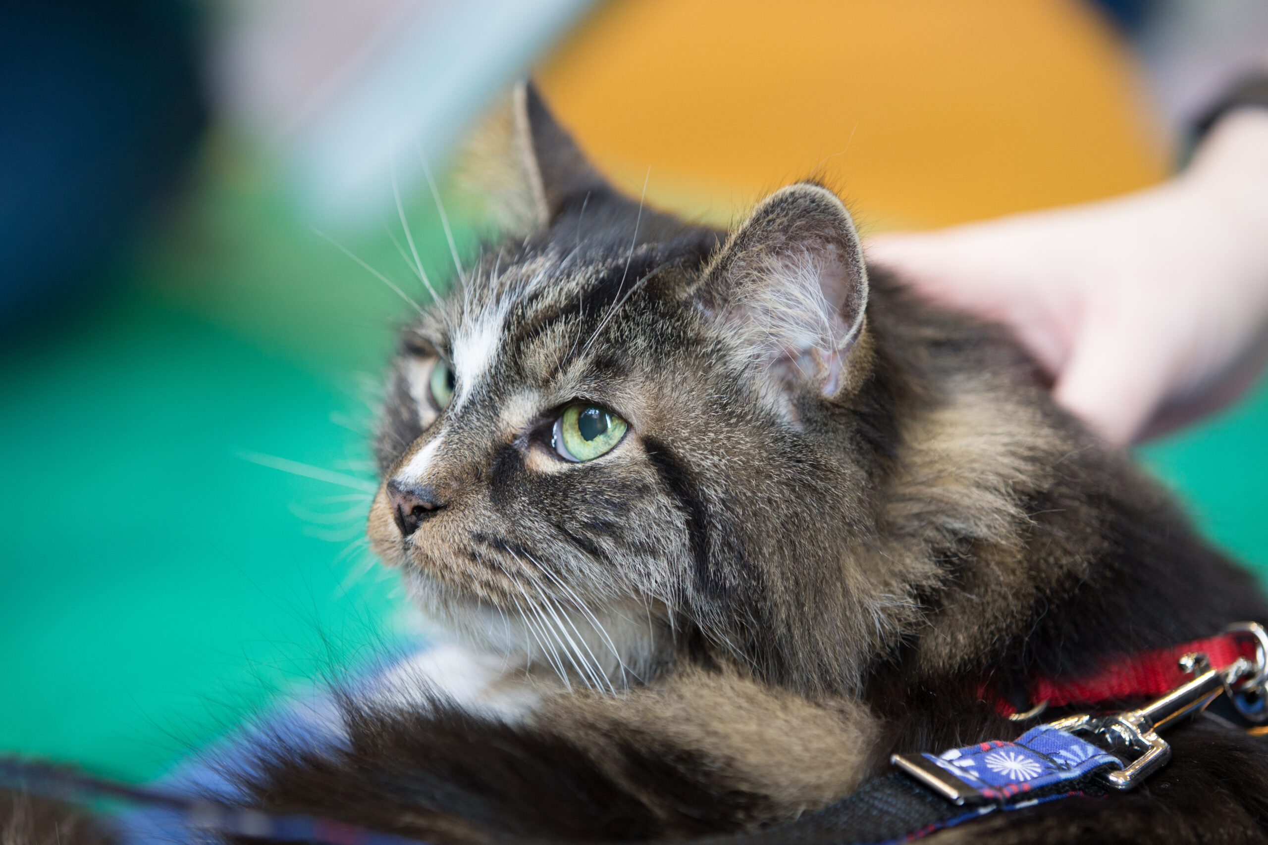A tabby cat with striking green eyes is being gently petted while wearing a red and blue collar.
