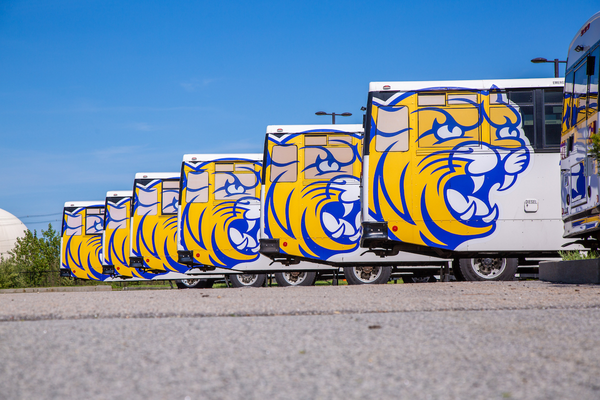 A row of buses with vibrant yellow and blue tiger graphics parked under a clear blue sky.