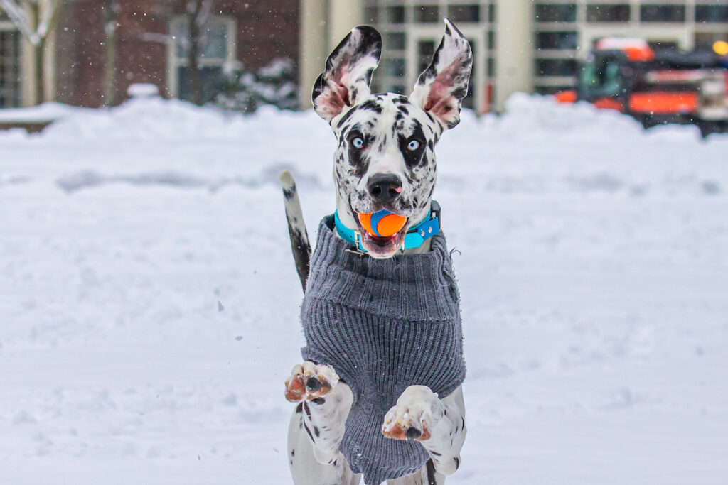 A Great Dane in a gray sweater runs through snow, holding an orange ball in its mouth.