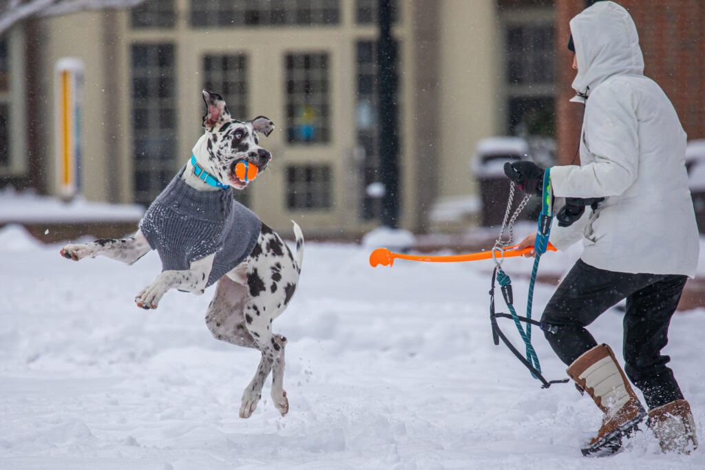 A person in a white coat plays with a spotted dog wearing a sweater, both engaged in a game of fetch in the snow.