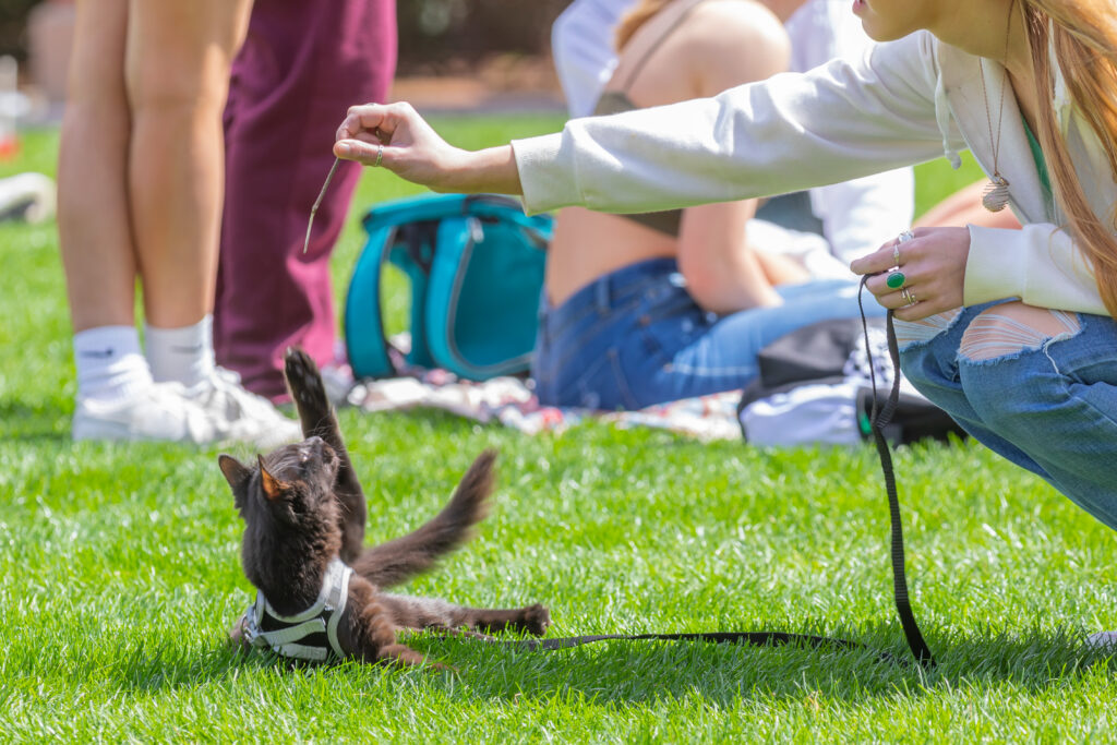 A black cat wearing a harness lies on grass as a person extends a treat toward it.