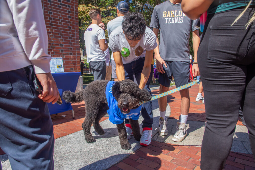 A curly-haired dog wearing a blue shirt is being held by a person on a leash at an outdoor event with other people nearby.