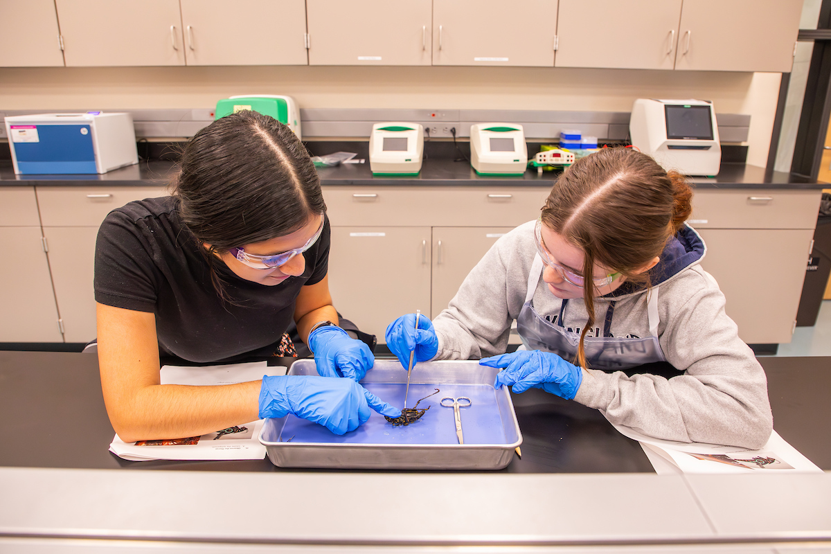 Two individuals in a lab setting wear gloves and safety goggles while carefully handling a specimen in a tray.