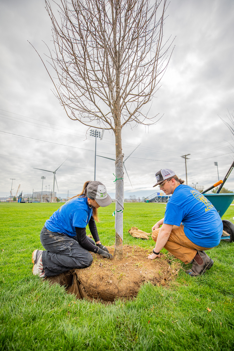Two individuals in blue shirts kneel beside a recently planted tree, working together to secure it in the ground on a grassy field.