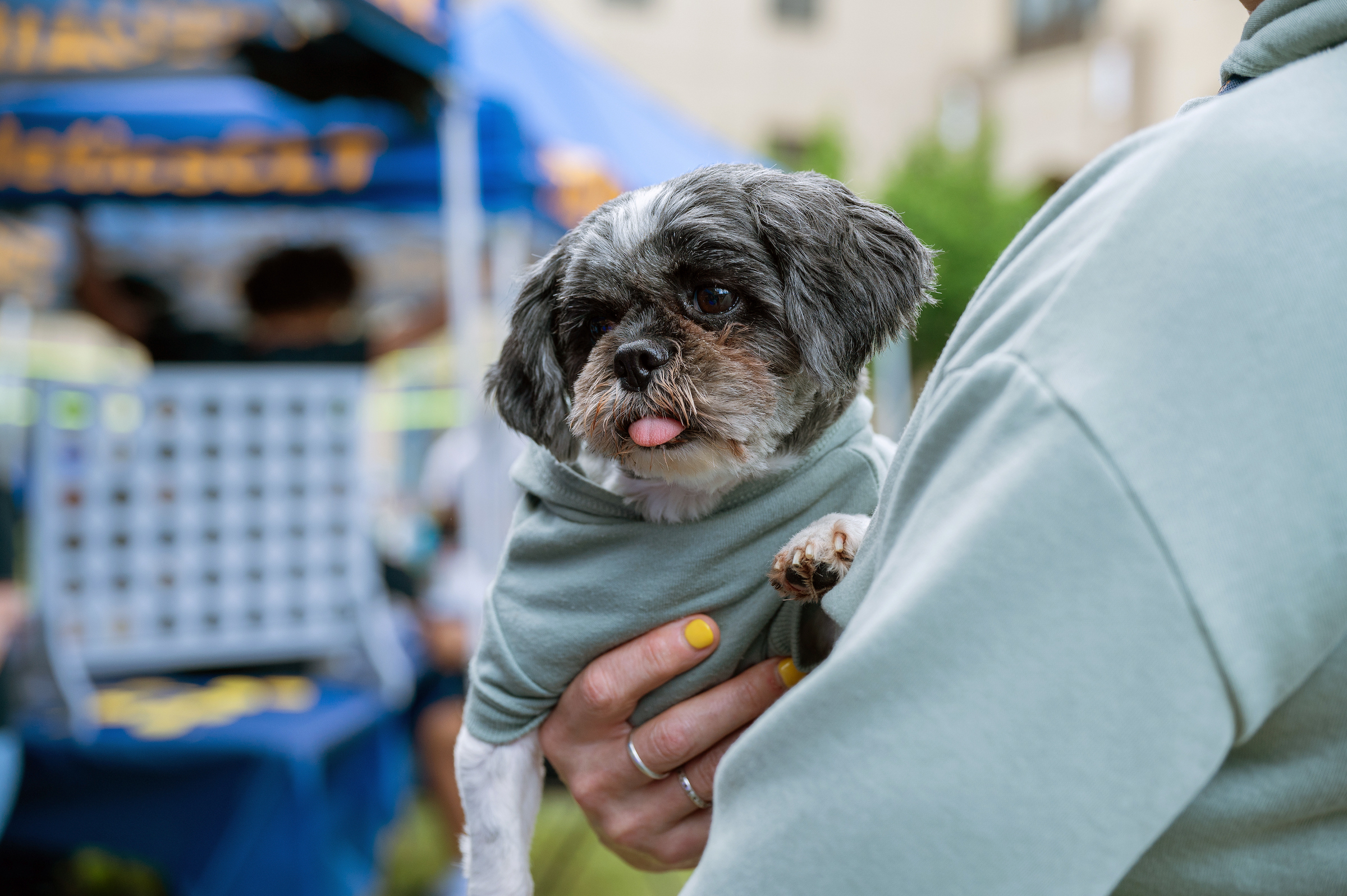 A small dog with gray and white fur, wearing a light green hoodie, is held by a person with yellow nail polish, sticking out its tongue.
