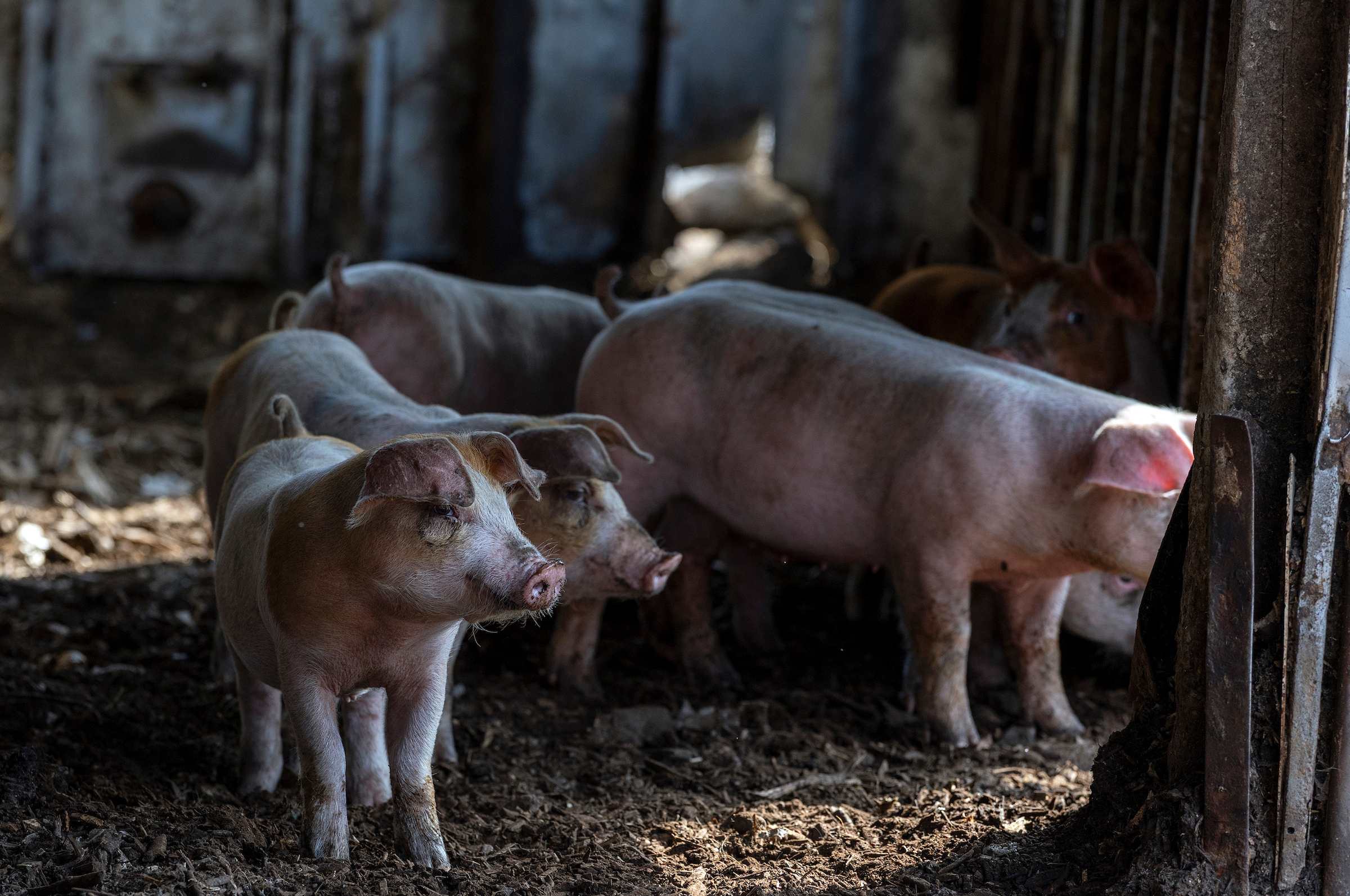 A group of young pigs stand in a dimly lit barn, with sunlight casting shadows across the straw-covered floor.