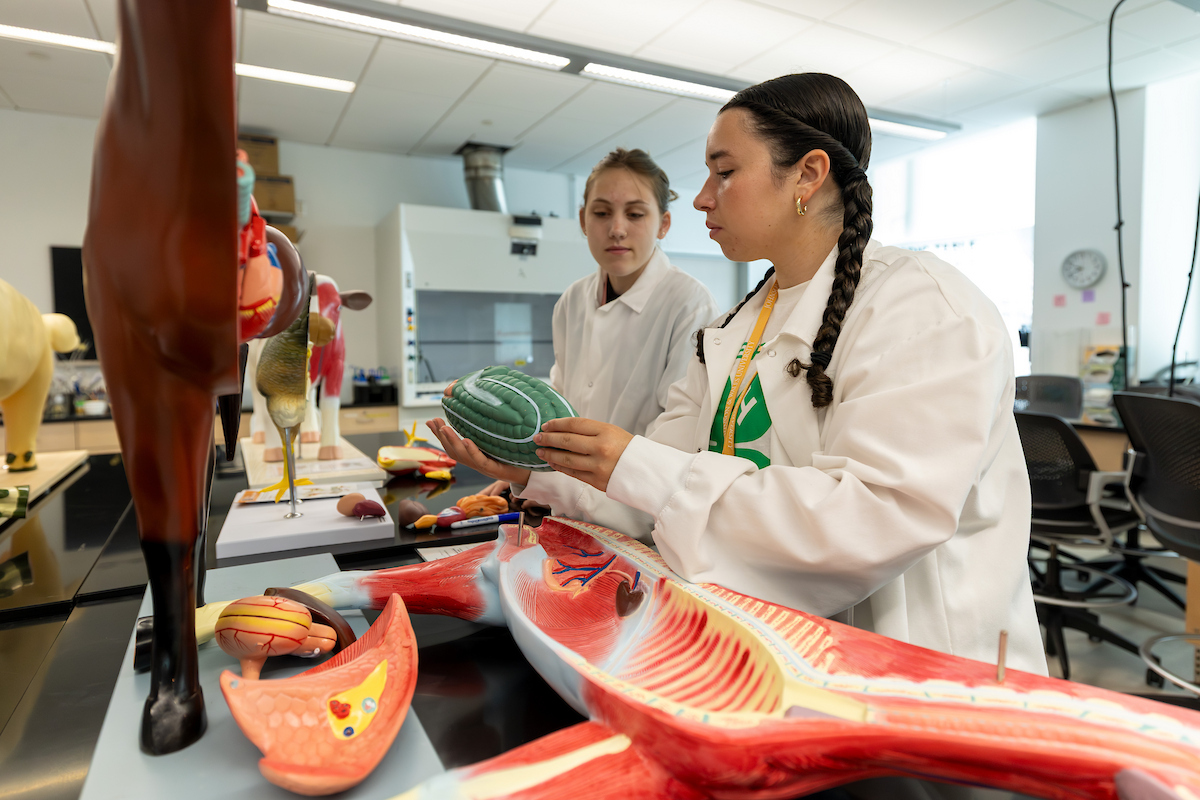 Two individuals in lab coats examine anatomical models in a classroom setting.