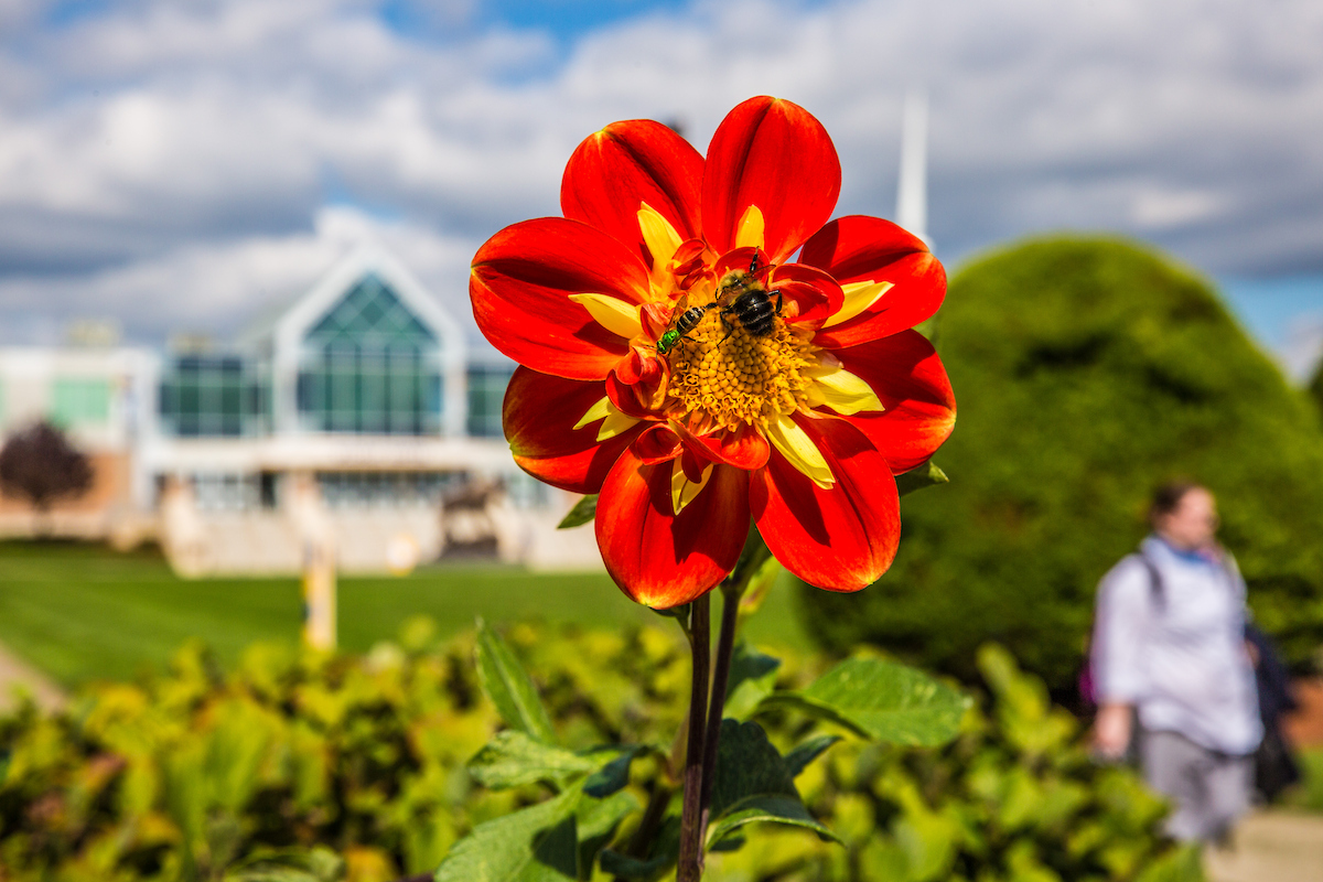 A vibrant red flower with a bee on its center is in sharp focus against a blurred background of greenery and a modern building.